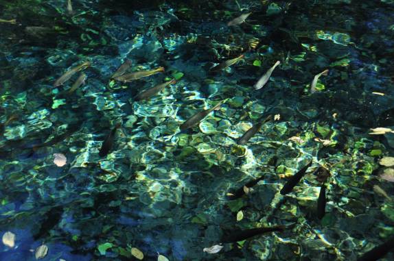 Muitos peixes no Aquário Natural, em Bonito, no Mato Grosso do Sul